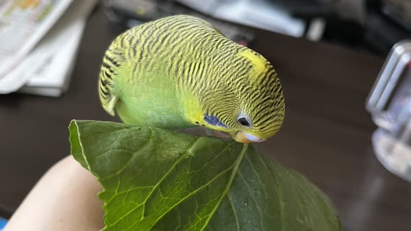 野菜を食べるれもん