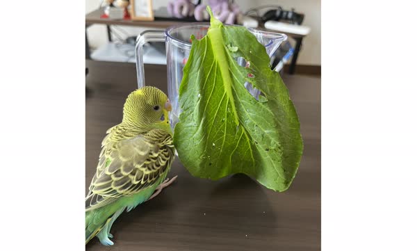 野菜を食べて満足気なれもん