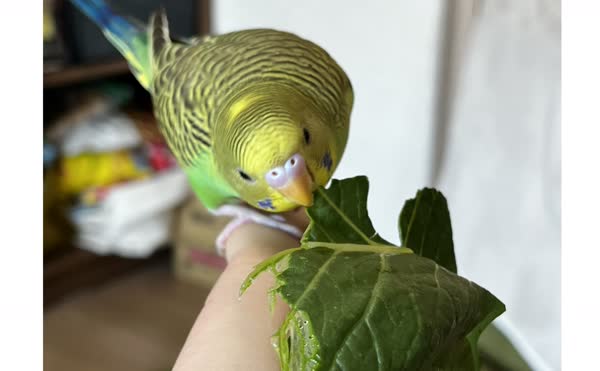 野菜を食べるれもん