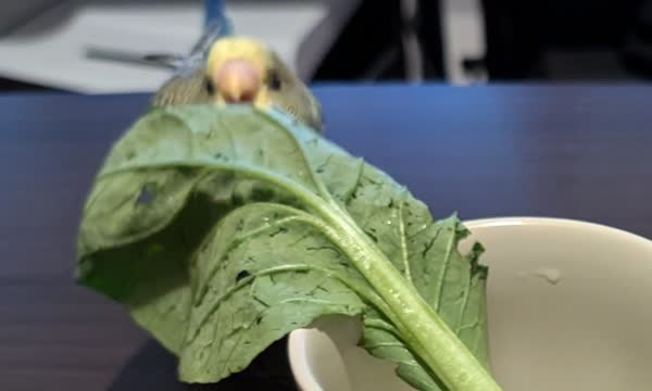 野菜を食べるれもん