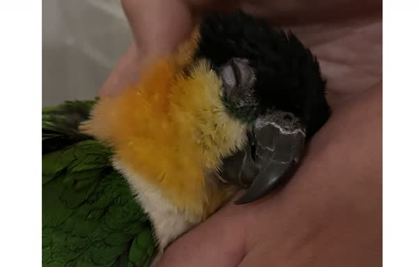 撫でられのぐぐ
