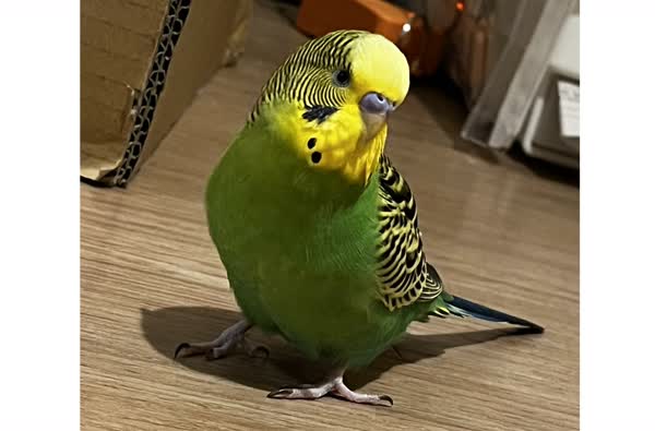 大人びたれもん