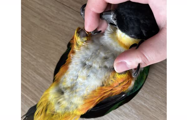 仰向けのぐぐ