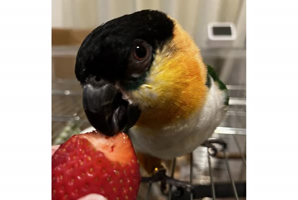 いちごを食べるぐぐ