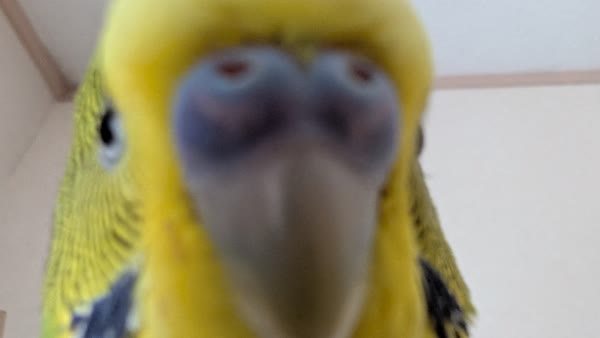 ドアップのれもん