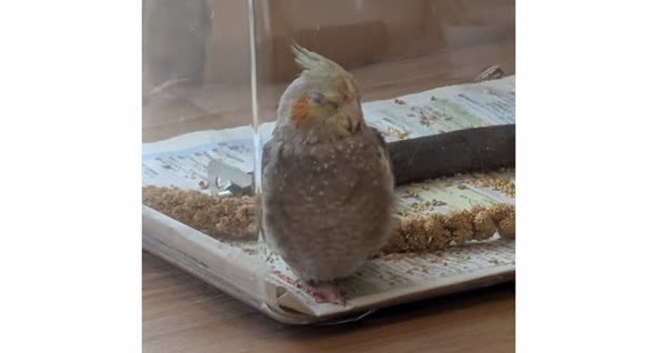 鳥籠
