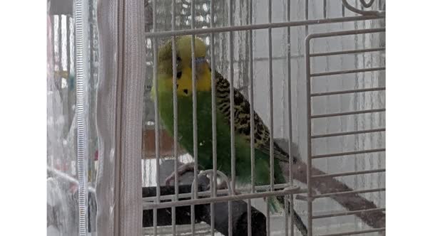 鳥籠のれもん