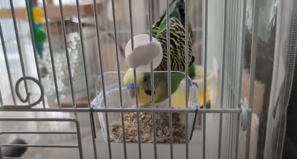 ごはんを食べるれもん